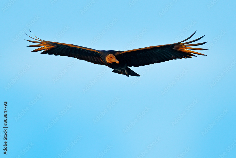 Blue sky, vulture flying above the tree in Costa Rica tropic forest. Ugly black bird Black Vulture, Coragyps atratus, bird in the habitat. Wildlife scene from nature. Blue sky, vulture flying above the tree in Costa Rica tropic forest. Ugly black bird Black Vulture, Coragyps atratus, bird in the habitat. Wildlife scene from nature.