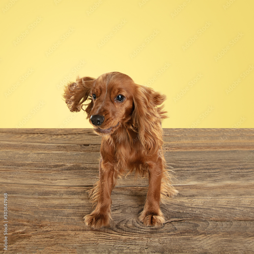 English cocker spaniel young dog is posing. Cute playful brown doggy or pet playing on wooden floor isolated on yellow background. Concept of motion, action, movement, pets love. Looks happy.