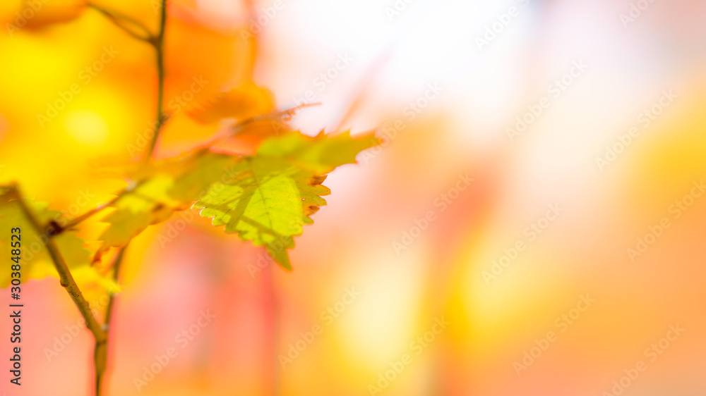 Fototapeta premium 紅葉
