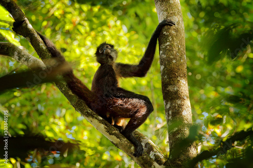 Spider monkey on palm tree. Green wildlife of Costa Rica. Black-handed Spider Monkey sitting on the tree branch in the dark tropical forest. Animal in the nature habitat, on the tree.