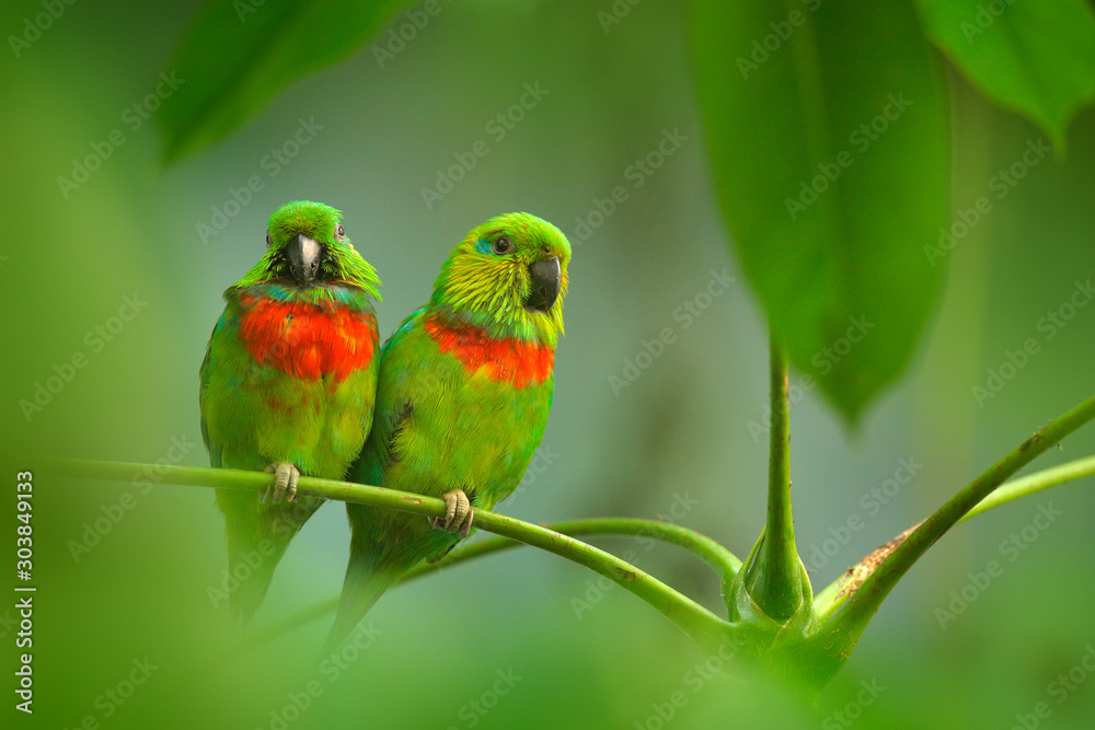 Φωτογραφία Salvadori's Fig-parrot, Psittaculirostris salvadorii, pair of green parrots, sitting on the branch, courtship love ceremony, West Papua, Indonesia, Asia