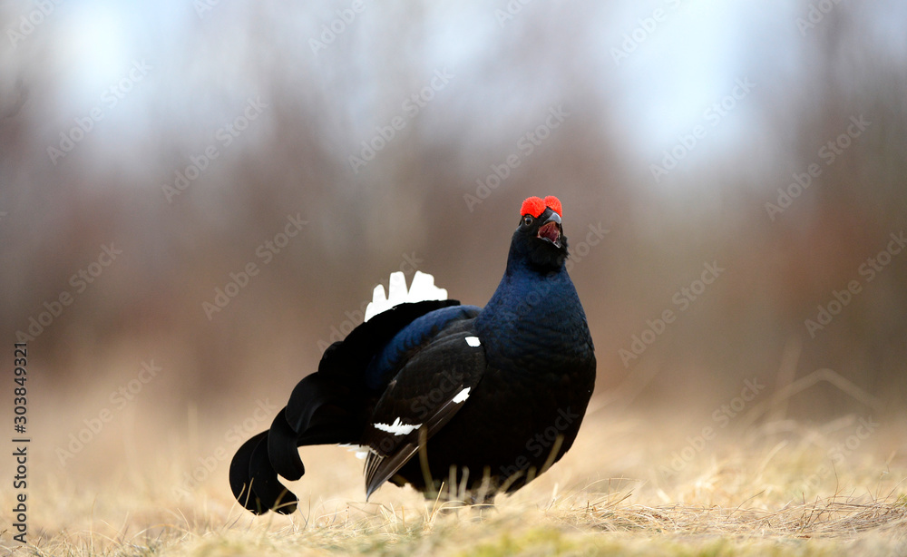 Male of a Black Grouse at Lek. Scientific name : Tetrao Tetrix. Closeup Portrait. Natural habitat. Early Spring. Russia. Male of a Black Grouse at Lek. Scientific name : Tetrao Tetrix. Closeup Portrait. Natural habitat. Early Spring. Russia.