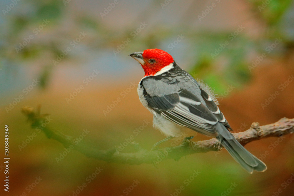 Yellow-billed Cardinal, Paroaria capitata, black and white song bird with red head, sitting on the tree trunk, in the nature habitat, Pantanal, Brazil. Travelling in South America. Yellow-billed Cardinal, Paroaria capitata, black and white song bird with red head, sitting on the tree trunk, in the nature habitat, Pantanal, Brazil. Travelling in South America.
