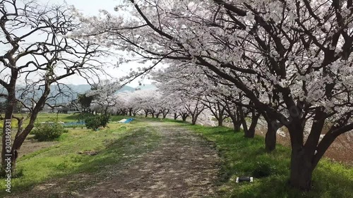 桜 桜並木 土手の桜並木を回り込む 川沿い 空撮 ドローン ポイントオブインタレスト POI 久山_桜_v07_00458(DJI_0286.MOV_2) photo