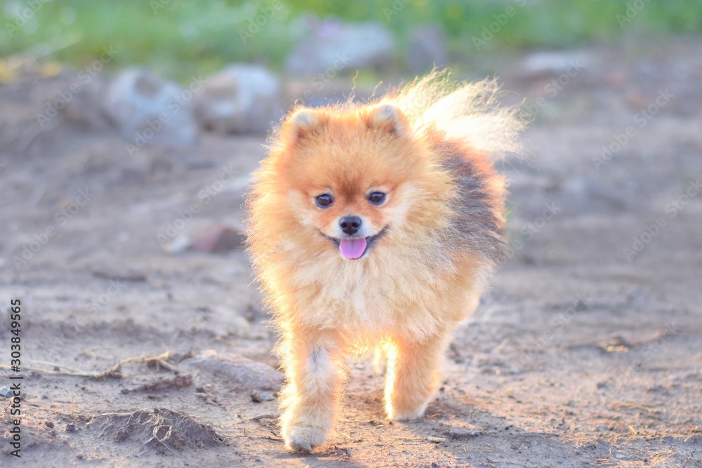 Small fluffy orange dog deals