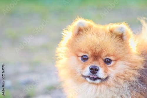 Pomeranian spitz puppy with fluffy orange fur and a curious look on blurred summer background. Cute pomeranian spitz puppy. Small pet. Little dog 