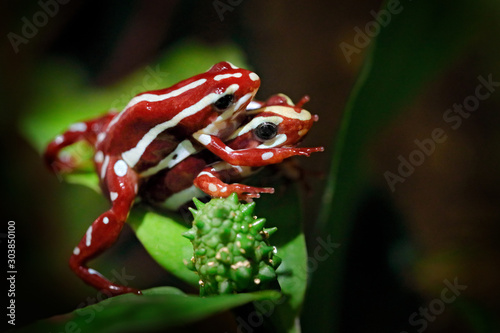 Epidobates anthonyi Santa Isabel, phantasmal poison dart frog in the nature forest habitat, tropic Ecuador. Dendrobates tricolor, amphibian matting in green vegetation. photo