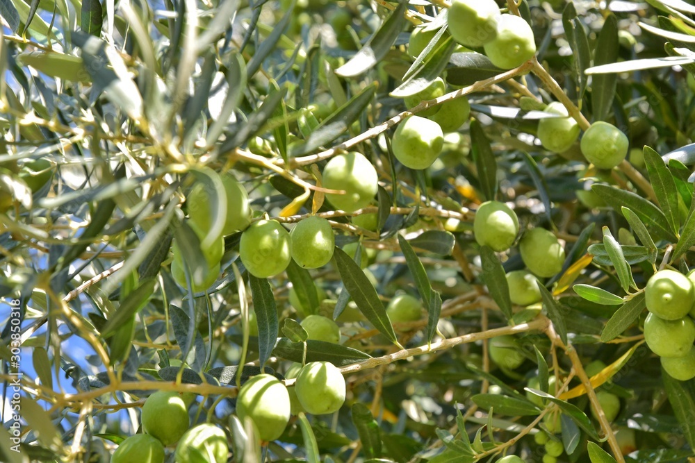 Branch of oil tree with green organic olives fruits with selective focus and green leaves on background. Olive tree orchard. Seasonal autumn harvest from olive trees. Greece olive tree in the garden
