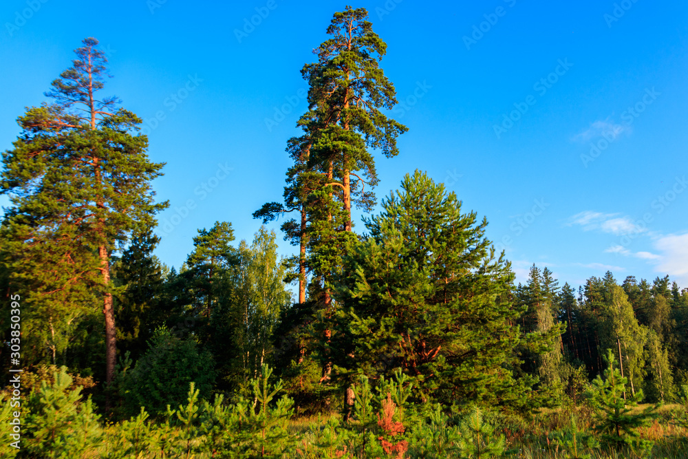 View of a green coniferous forest at summer