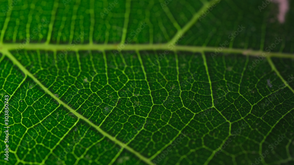 Green leafs with very nice grain structure Green leafs with very nice grain structure