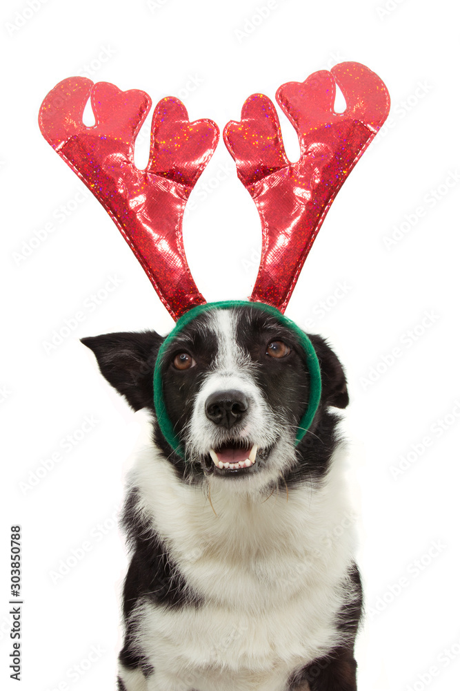 Φωτογραφία border collie dog christmas wearing reindeers antlers
