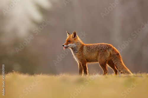 Red Fox hunting, Vulpes vulpes, wildlife scene from Europe. Orange fur coat animal in the nature habitat. Fox on the green forest meadow. © ondrejprosicky