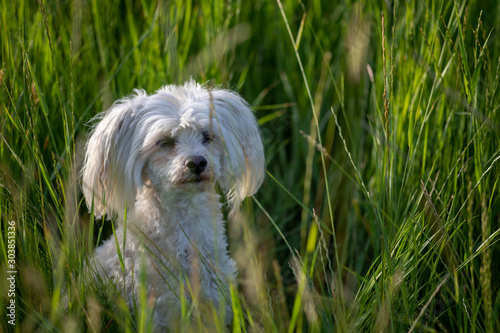 Chinese crested powderpuff dog sitting in grass