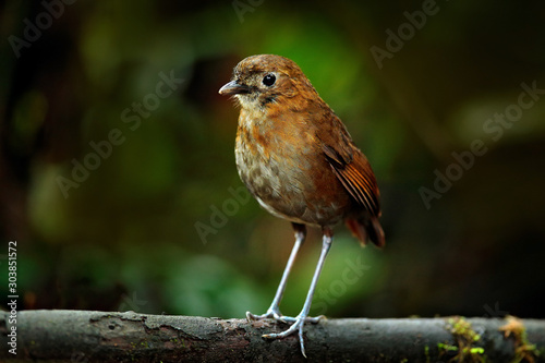 Rufous Antpitta, Grallaria rufula saltuensis, bird from Colombia. Rare bird in the nature habitat. Birdwatching in Colombia, South America.