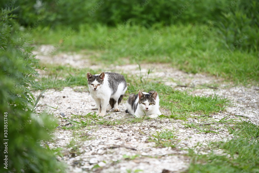 双子猫が道を塞ぐ