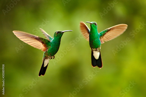 Green hummingbird from Colombia, green bird flying next to beautiful red flower, action feeding scene in green tropical forest, animal in the nature habitat.