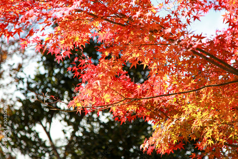 View of the garden autumn in kyoto at japan. View of the garden autumn in kyoto at japan.