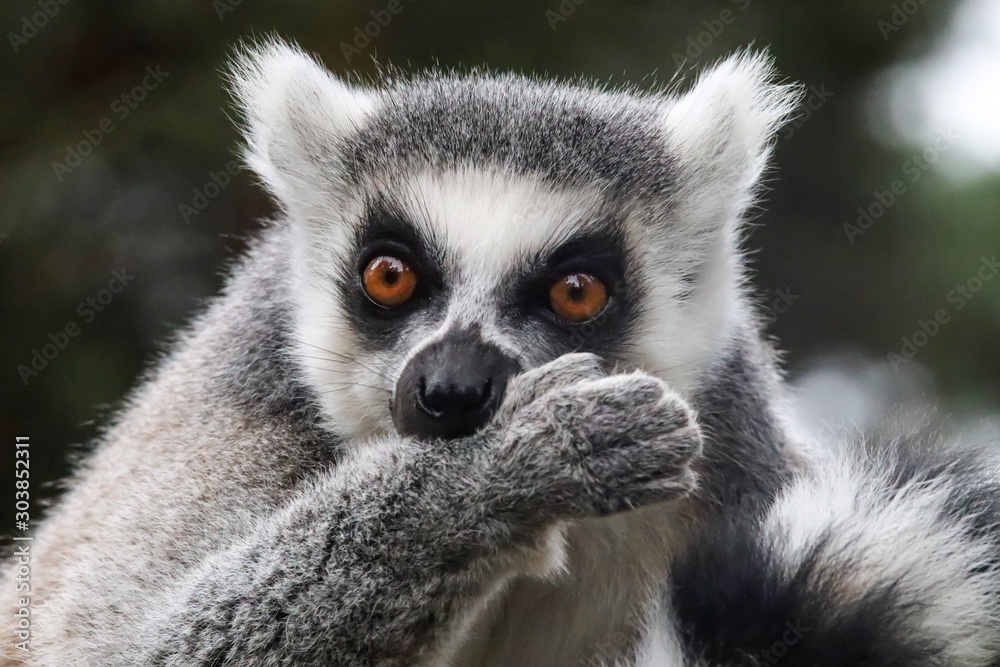 Obraz premium ring tailed lemur on branch of tree
