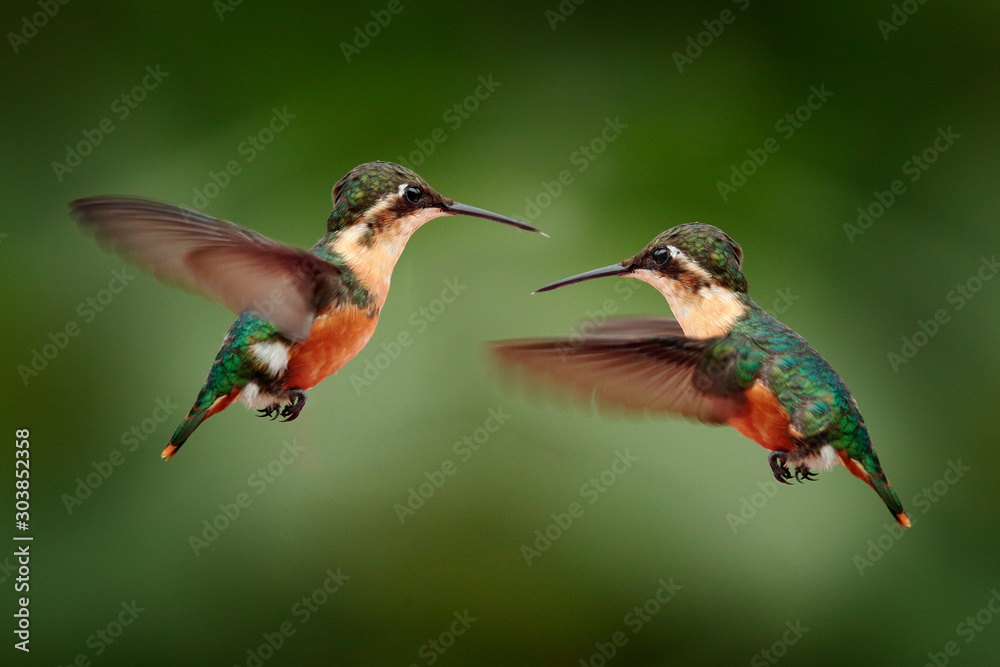 Santa Marta woodstar, Chaetocercus astreans, hummingbird endemic specie  from Colombia. Two birds fight in the green tropic forest. Animal in the  jungle habitat, wildlife from Colombia. Stock Photo | Adobe Stock