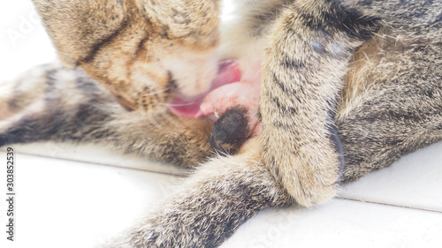 Background moving blur Cat cleaning and to treat the wound using tongue around genital area