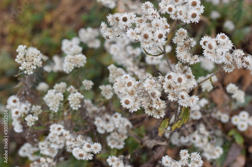 White with yellow flowers in the mountains of Langtang National Park, Nepal