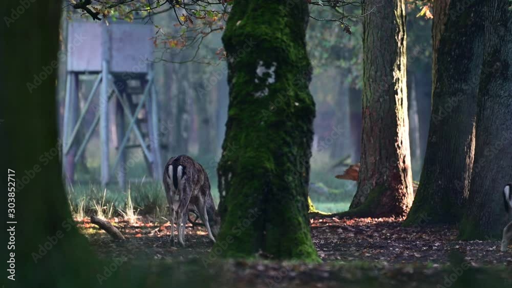 Fallow bucks fight in the forest, mating time, autumn, (dama dama), germany Fallow bucks fight in the forest, mating time, autumn, (dama dama), germany