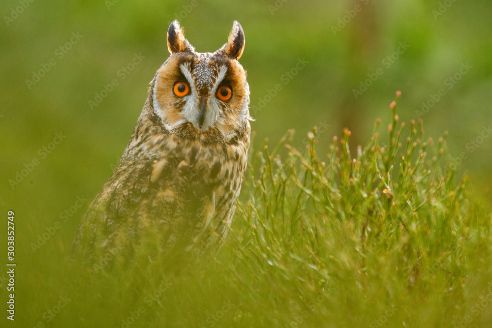 Owl in green. Long-eared Owl sitting in green vegetation in the fallen larch forest during dark day. Wildlife scene from the nature habitat.  Face portrait with orange eyes, Czech, Europe. - obrazy, fototapety, plakaty 