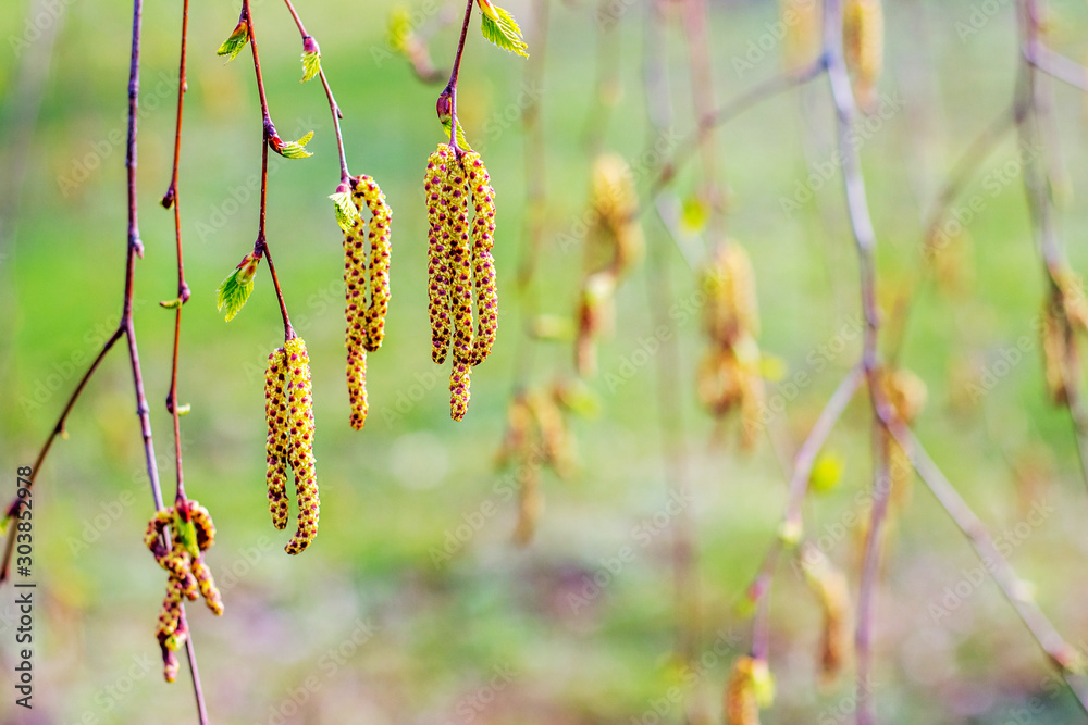 Fotografie Birch earrings on a gentle light green background_