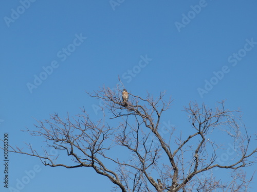 American Kestrel Hawk 