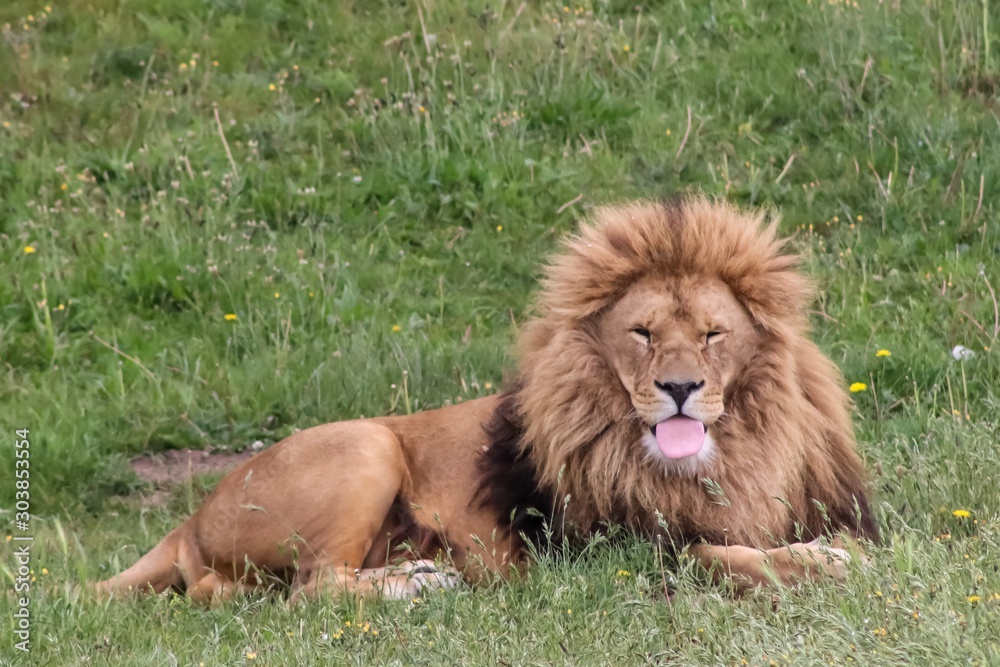 portrait of a lion portrait of a lion