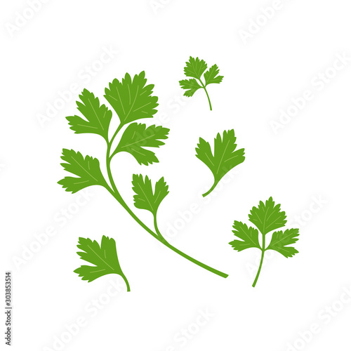 Vector illustration of green parsley leaves isolated on white background  photo