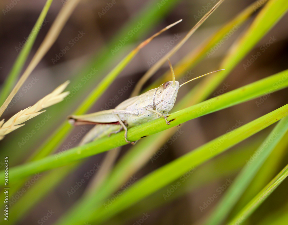 ein heller Grashüpfer sitzt getarnt im Gras einer Wiese ein heller Grashüpfer sitzt getarnt im Gras einer Wiese