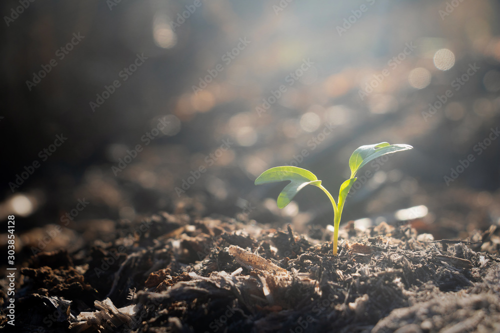 Growing plant,Young plant in the morning light on ground background, New life concept.Small plants on the ground in spring.fresh,seed,Photo fresh and Agriculture  concept idea. - obrazy, fototapety, plakaty 