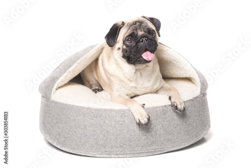 funny pug in a bed for dogs isolated on white. comfort for pet