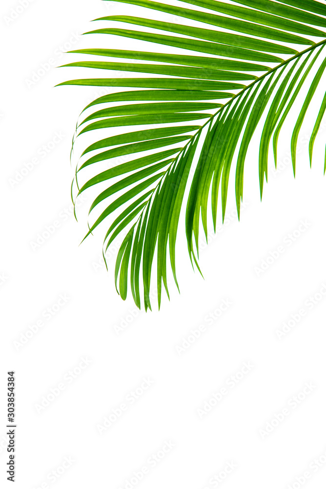 Fototapeta Concept texture leaves abstract green nature background tropical leaves coconut isolated on white background