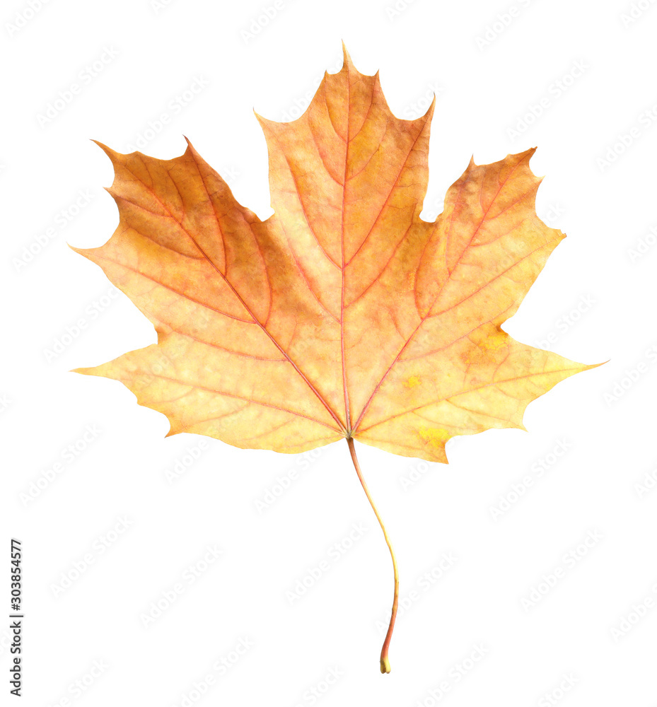Beautiful leaf isolated on white. Autumn season Beautiful leaf isolated on white. Autumn season