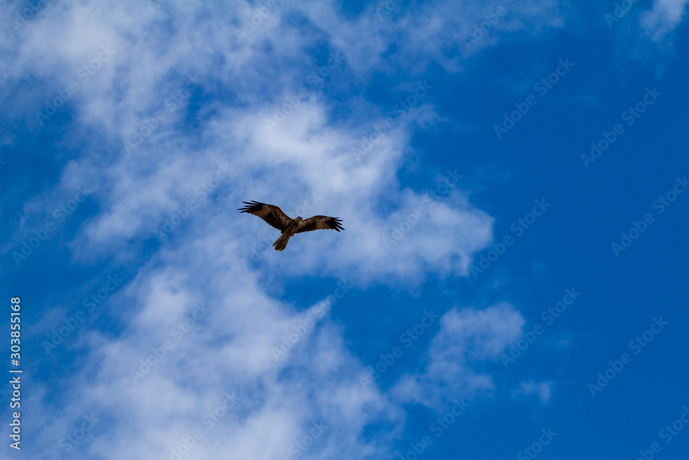 eagles flying the australian outback eagles flying the australian outback