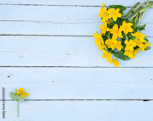 First spring Flowers. Wildflowers. Yellow Flowers on a light blue shabby wooden background. Vintage floral background with wild flowers. Caltha palustris, or Kingcup or Marsh Marigold. Copy space