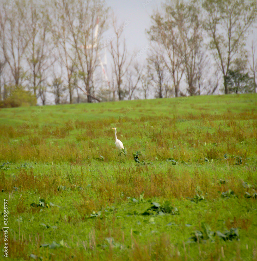 Silberreiher auf einem mit Gras bewachsenen Feld auf Nahrungssuche Silberreiher auf einem mit Gras bewachsenen Feld auf Nahrungssuche