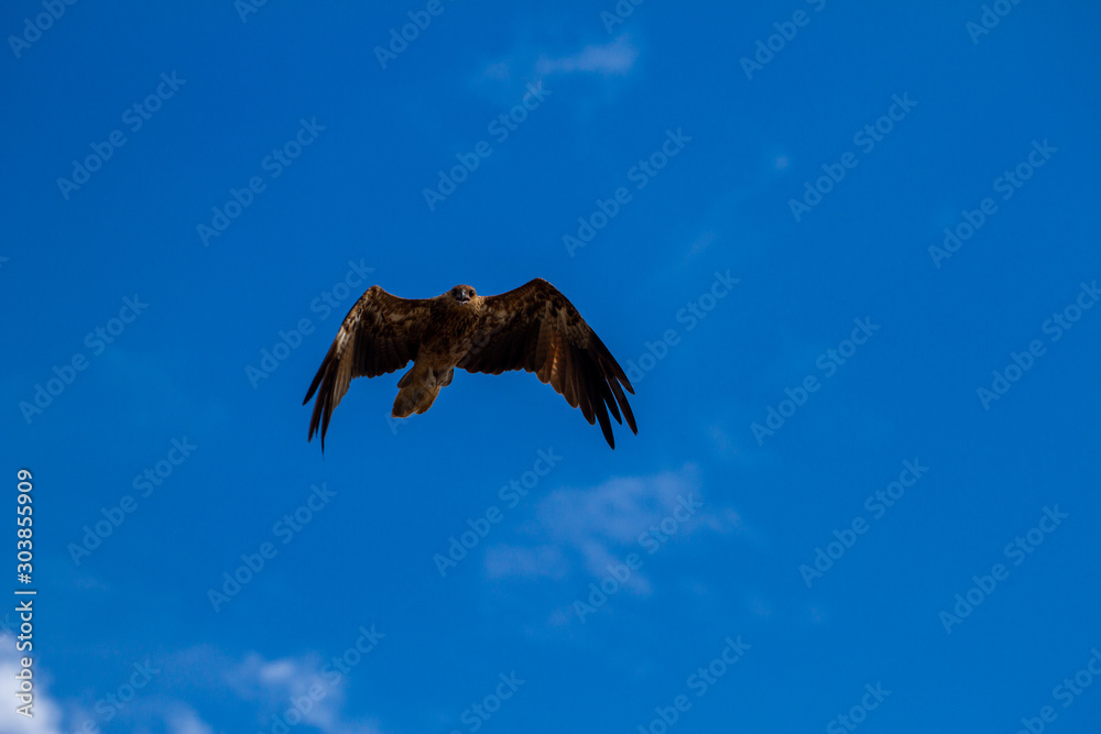 Fototapeta premium eagles flying the australian outback
