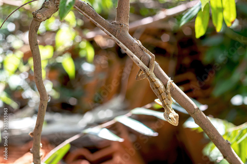 Thai chameleon climbing tree.