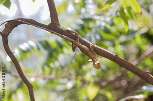 Thai chameleon climbing tree.