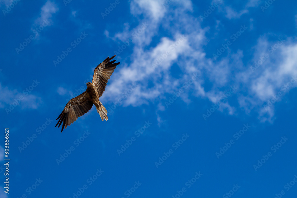 eagles flying the australian outback eagles flying the australian outback