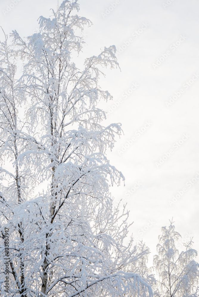 custom made wallpaper toronto digitalWinter landscape with snow-covered birch trees 