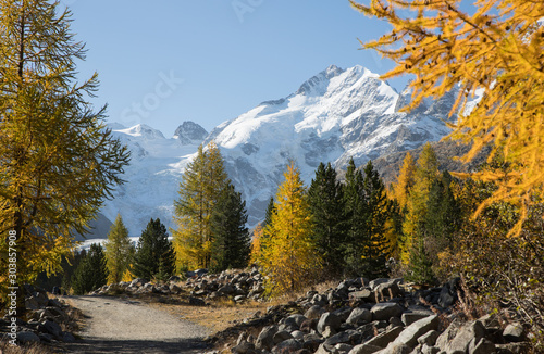 Hiking path to glacier Morteratsch (Engadin, Switzerland) early morning in autumn with golden larch forrest and stunning view to piz Bernina mountain range