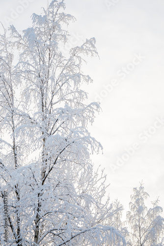 Wallpaper Mural Winter landscape with snow-covered birch trees  Torontodigital.ca