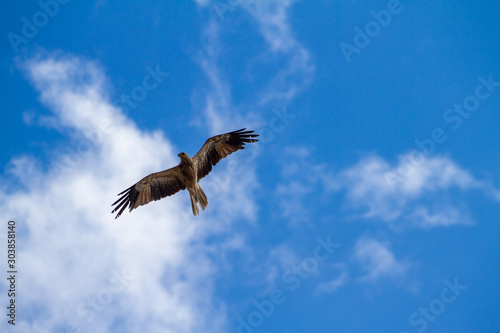  eagles flying the australian outback