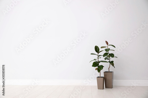 Ficuses on floor near white wall, space for text. Home plants