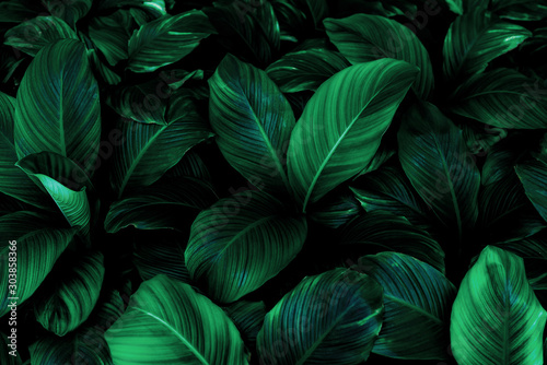 leaves of Spathiphyllum cannifolium, abstract green texture, nature backgroun...