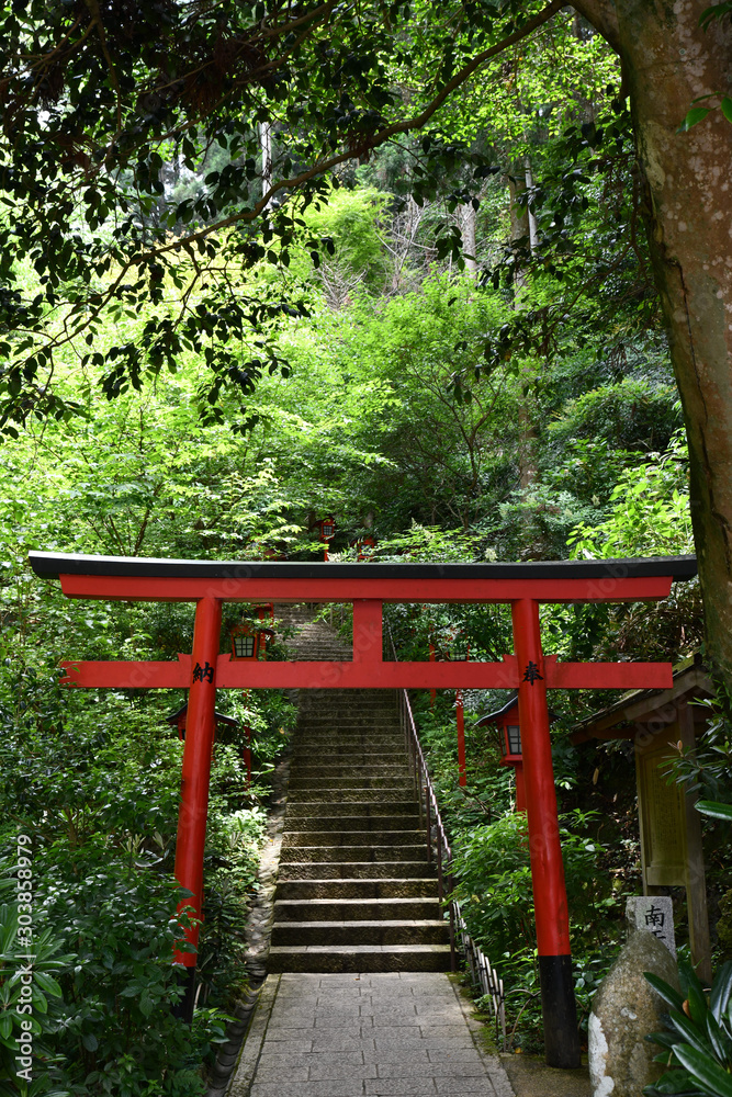 Naklejka premium Tori in Sasaguri forest